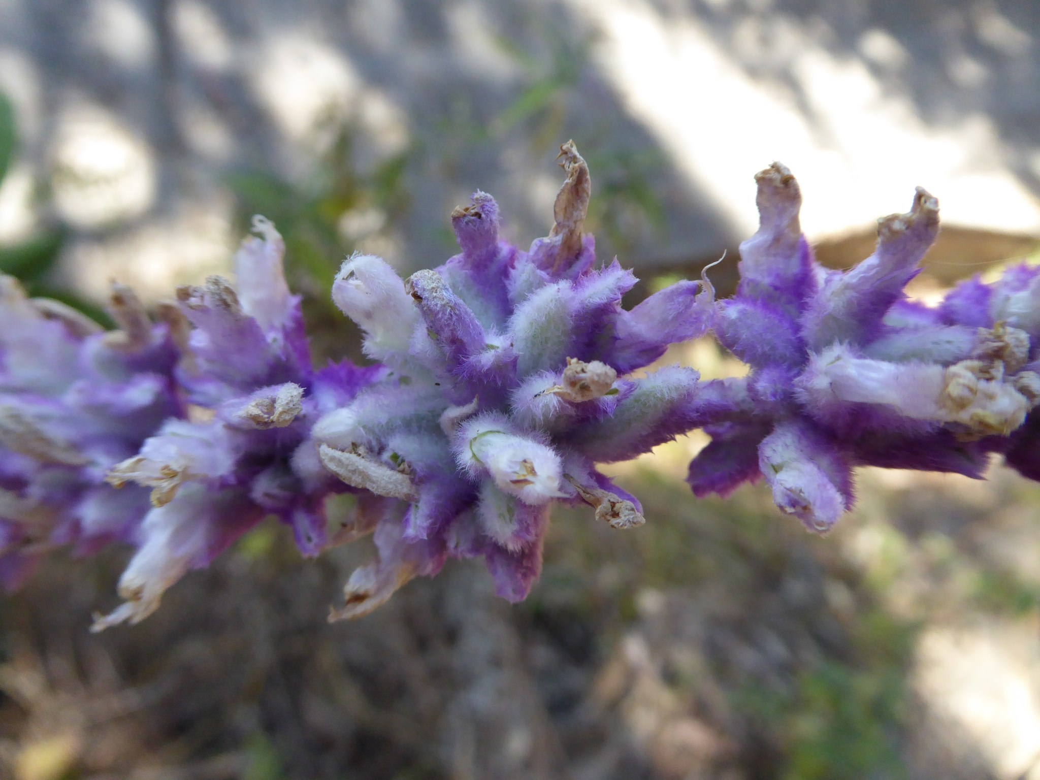 Salvia leucantha